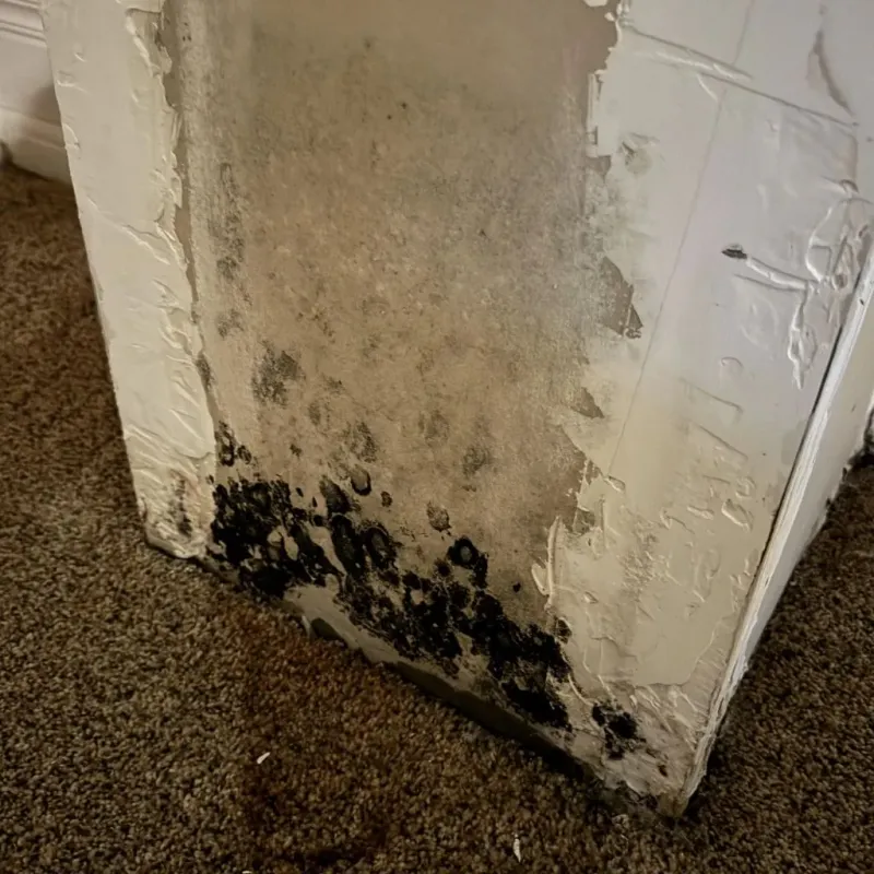 Professional Mold Removal in Beverly, OH